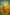 THE SUNSHINE OF HOPE